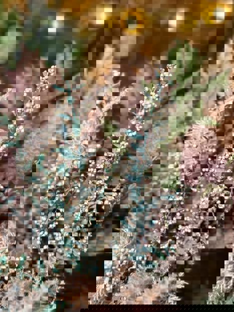 Artificial plants and flowers