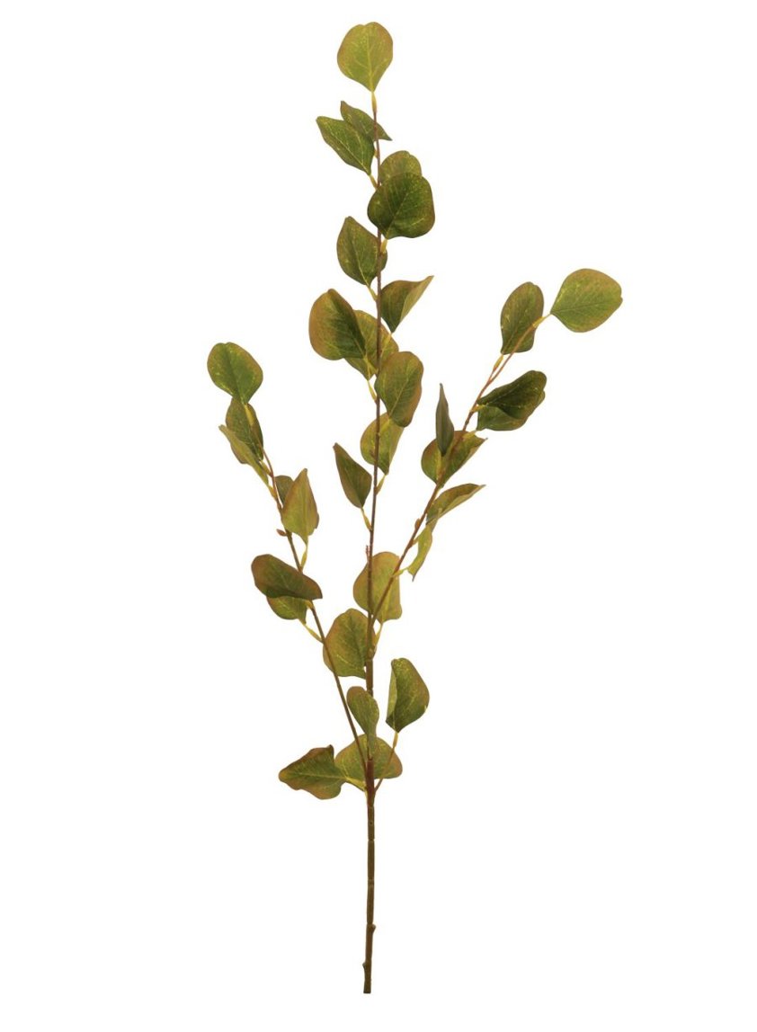 Silver Dollar Eucalyptus Stem Brown/Green