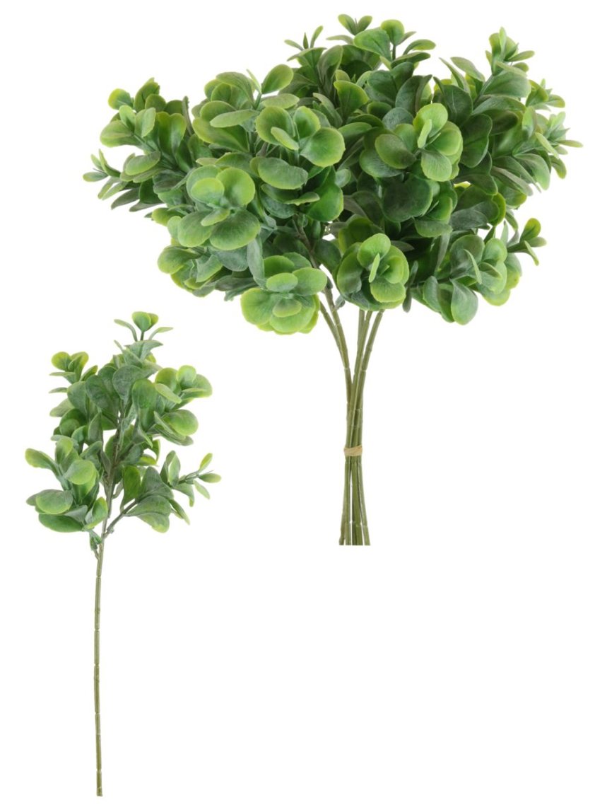 Sweet Heart Hoya sprig natural Green