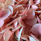 Light Pink Autumn Hydrangea