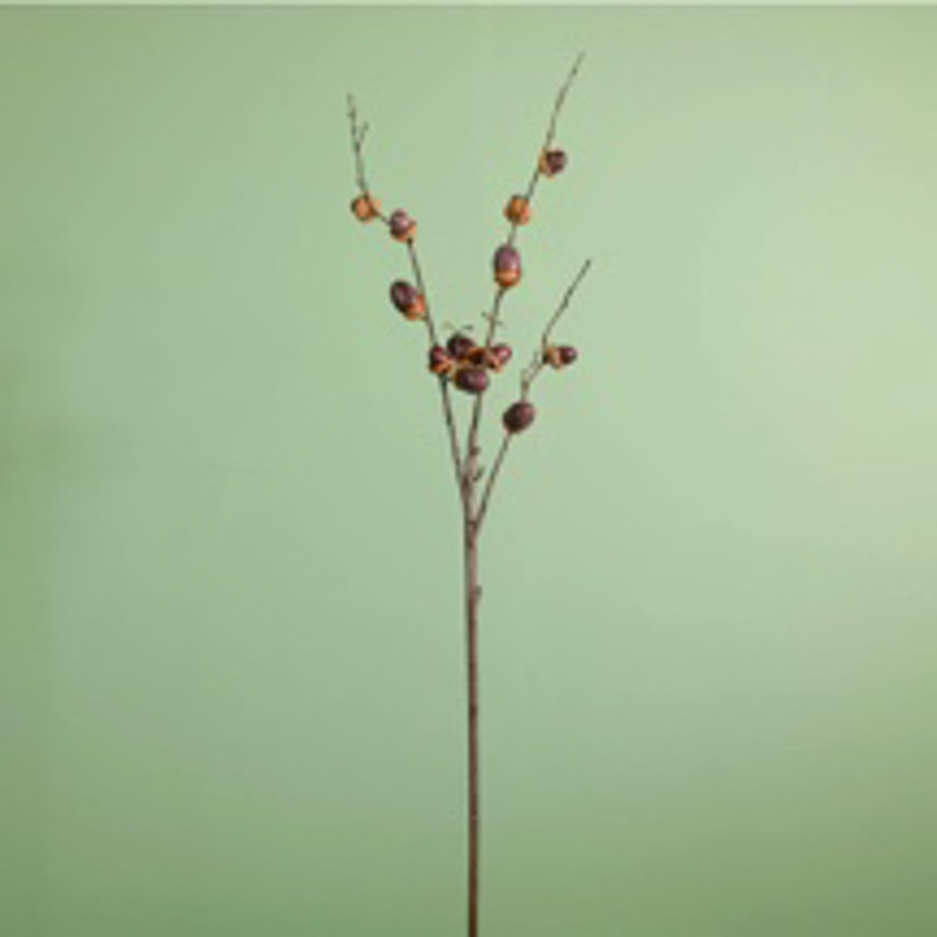 Acorn Spray