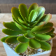 Aloe Succulents in White Pot