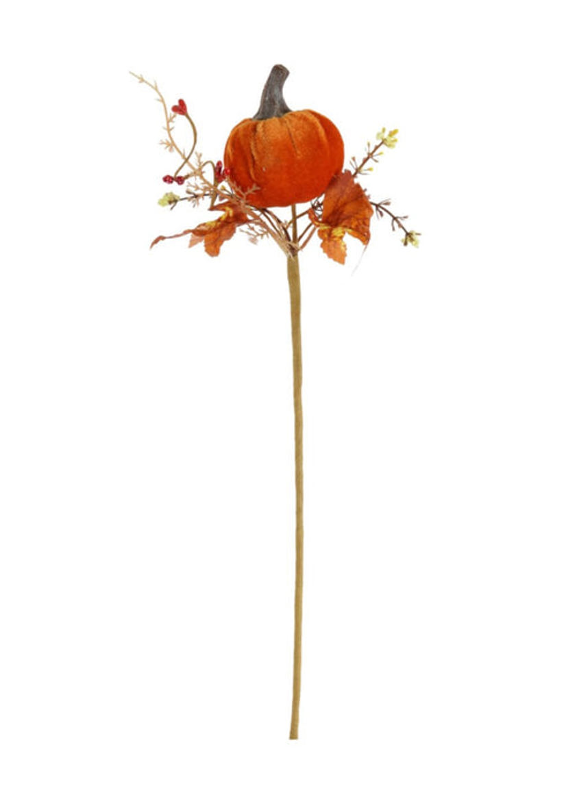 Wild Velvet Pumpkin Pic Burnt Orange (Small)