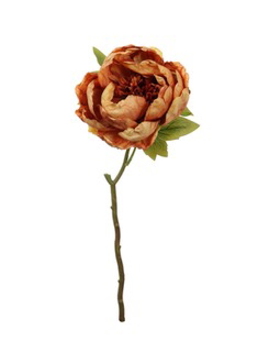 Dried Touch Closed Peony (Orange)