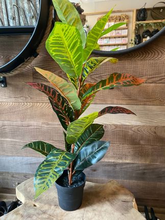  Artificial Red and Green Calathea Plant