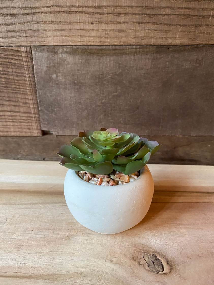 Miniature Lola Succulent In Cement Pot