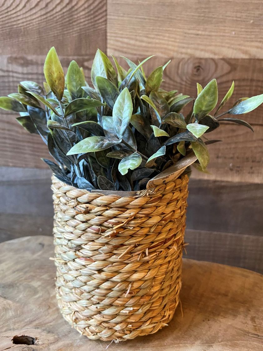 Plant in Seagrass Pot (4 Designs)