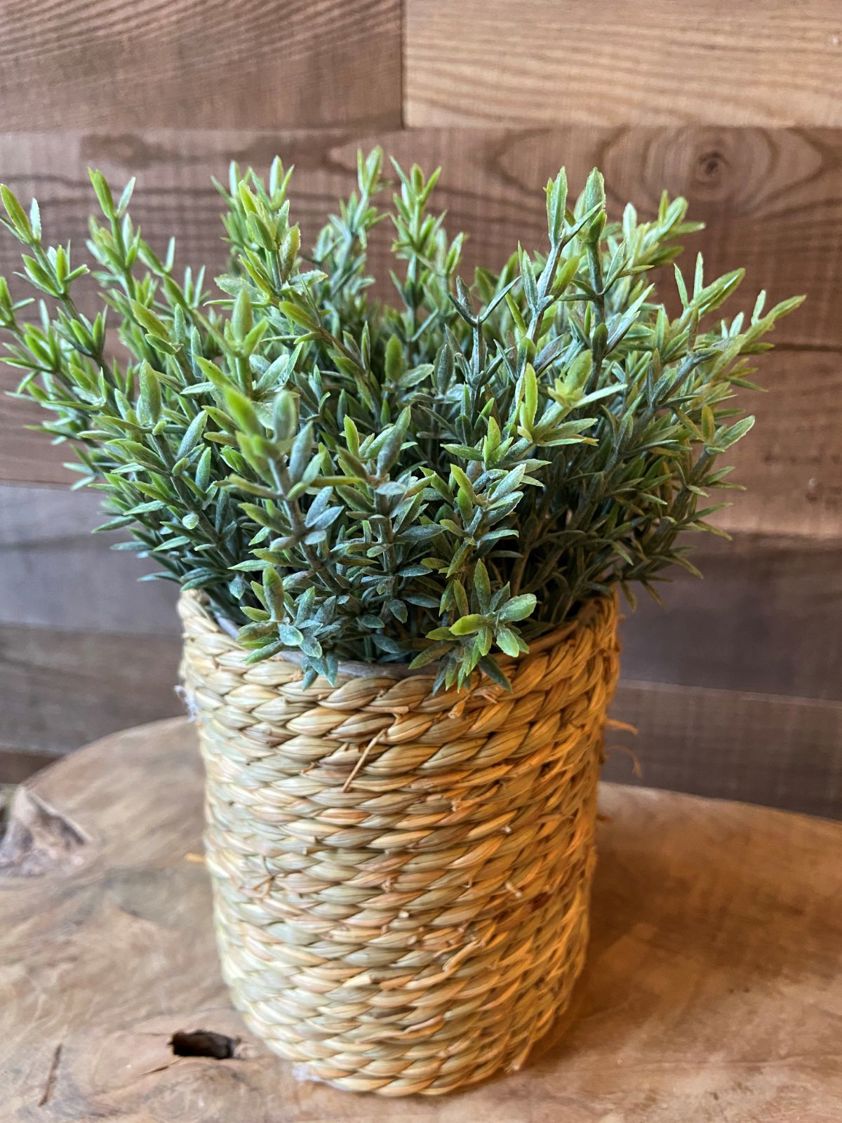 Plant in Seagrass Pot (4 Designs)