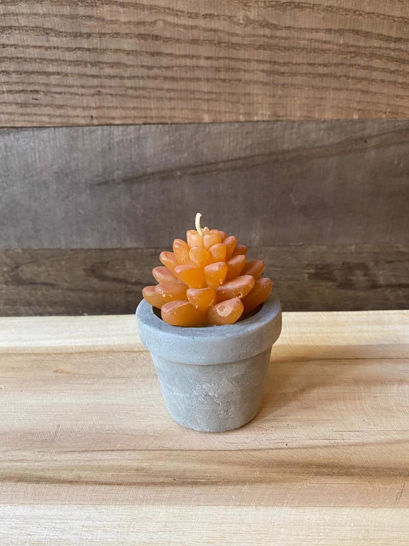 Style 6 Succulent Candles