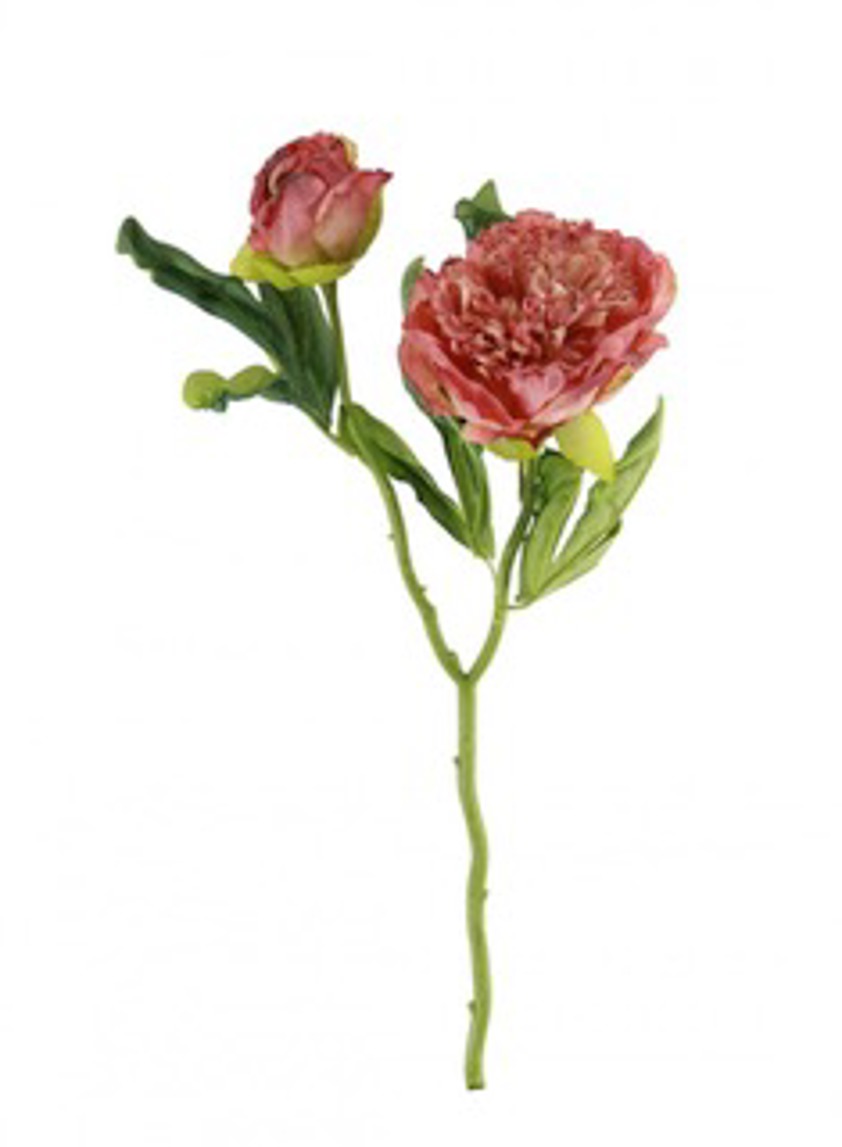 Dried Touch Ruffled Peony Blush Pink
