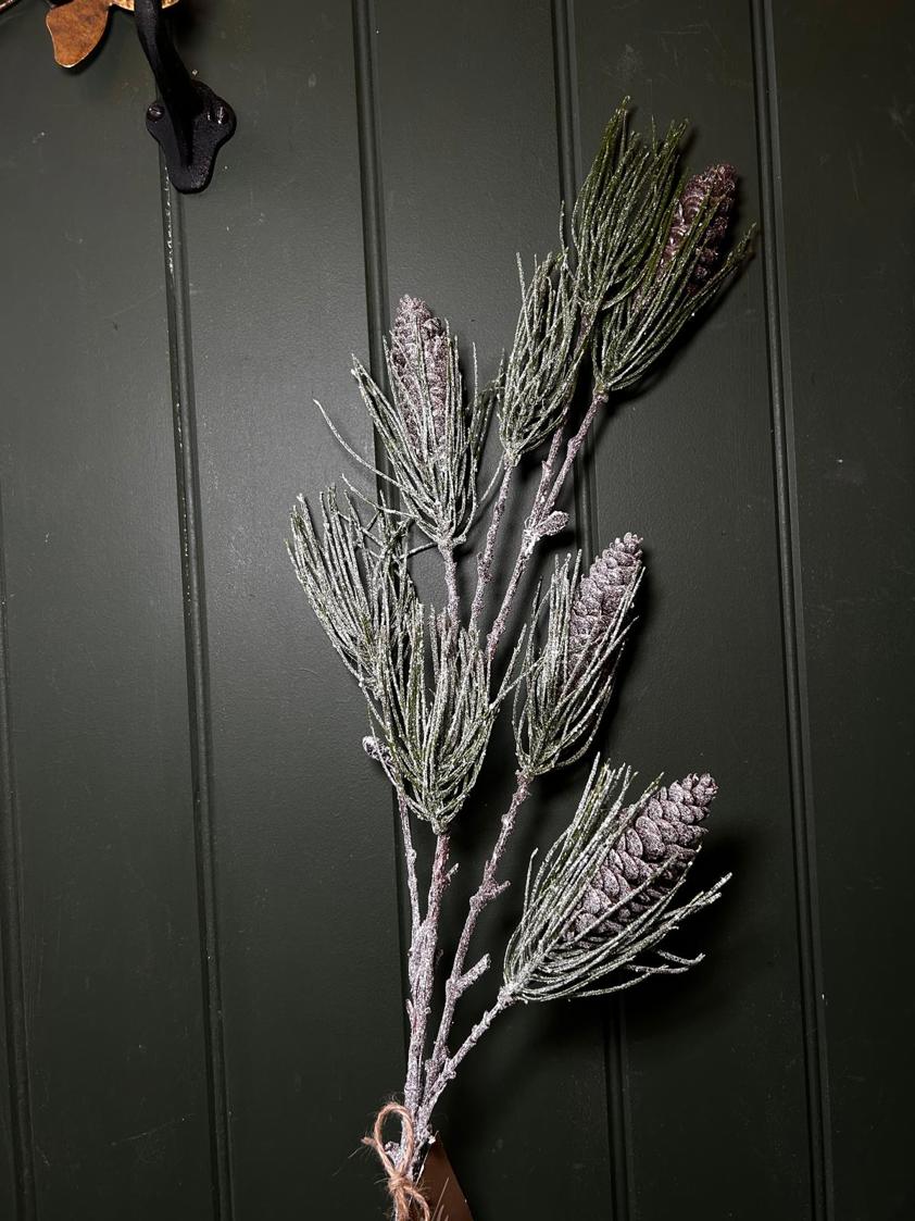 Fronted Pine Branch