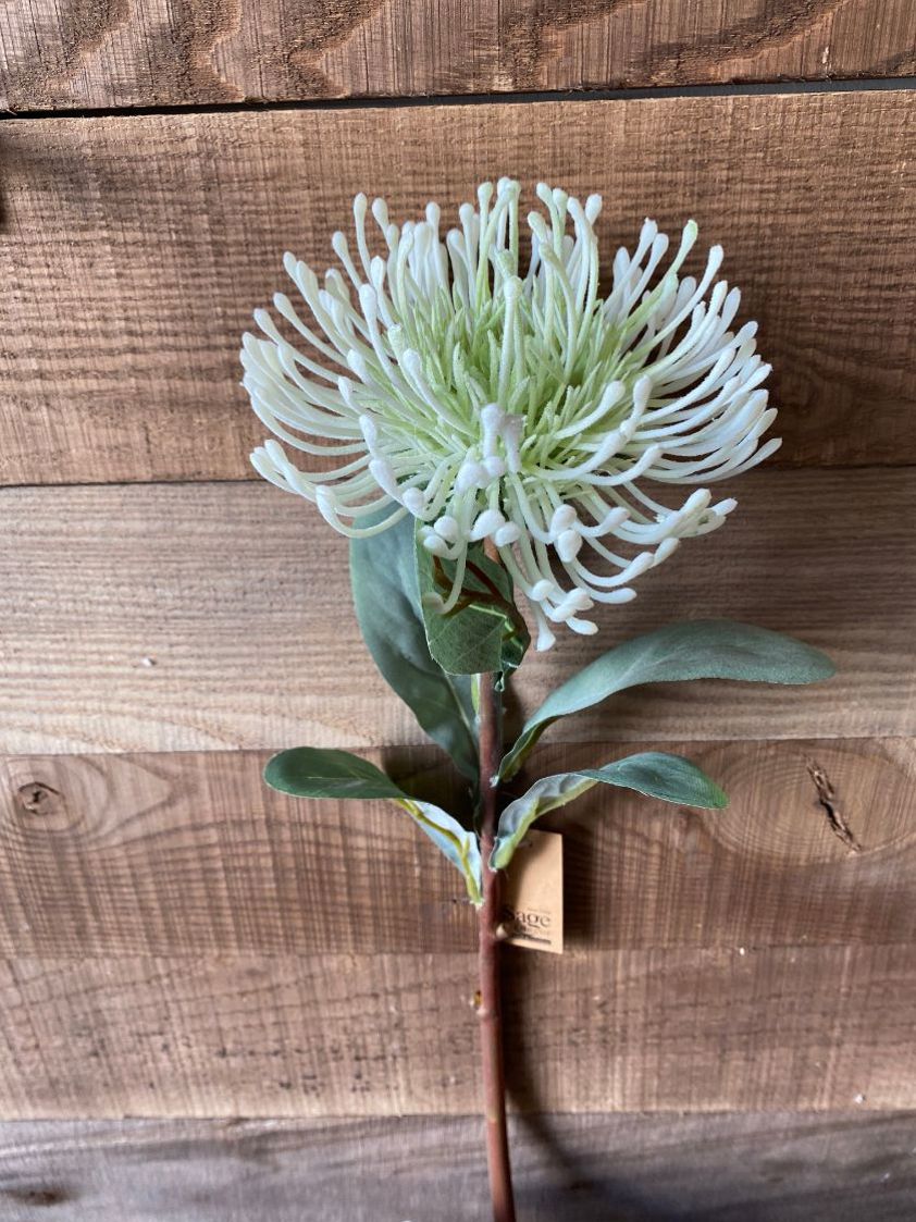 White Pincushion Banksia