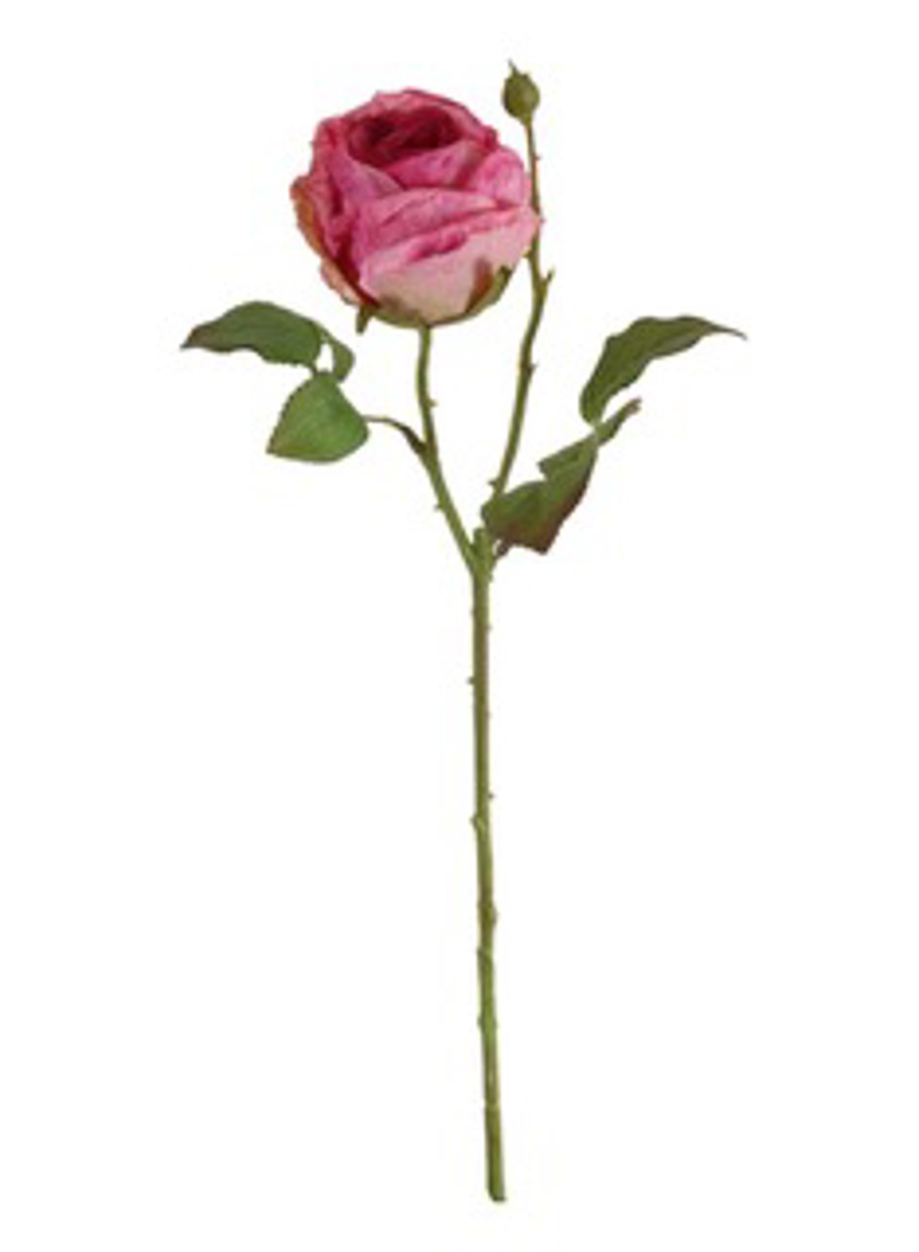 Dried Touch Single Valera Rose Hot Pink