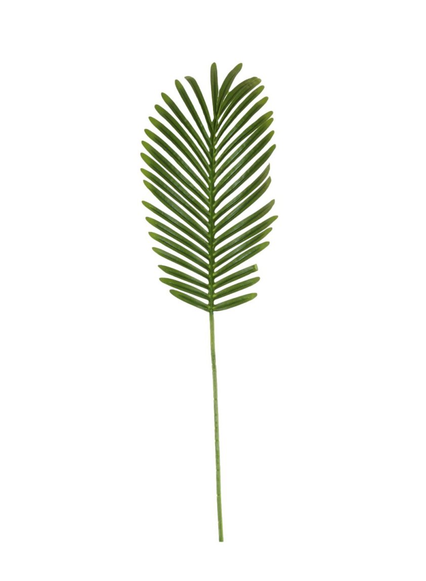 Tropical Fern Leaf