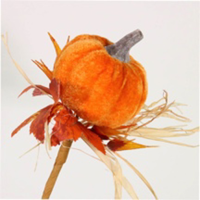 Wild Velvet Pumpkin Pic (Medium)
