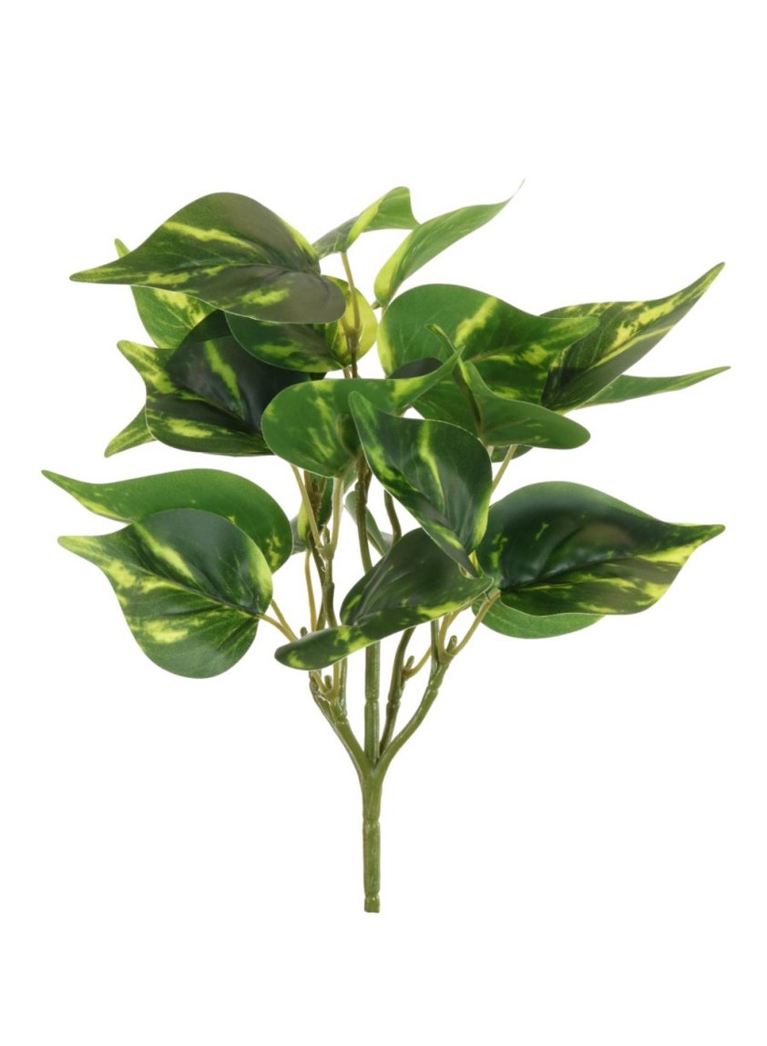 Small Philodendron Leaf Bunch