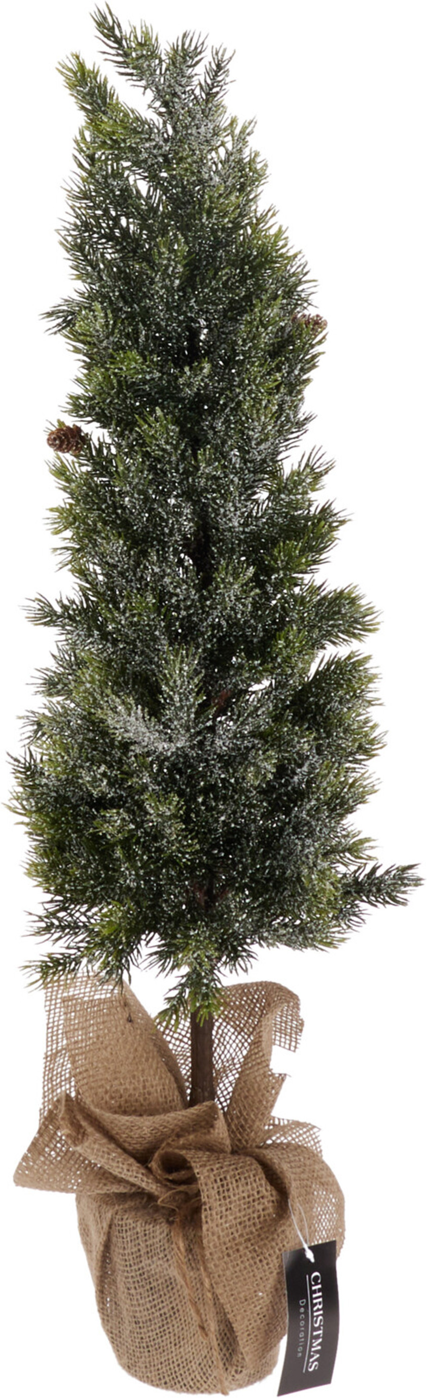 Pinetree in Burlap Pot Pinetree in Burlap Pot