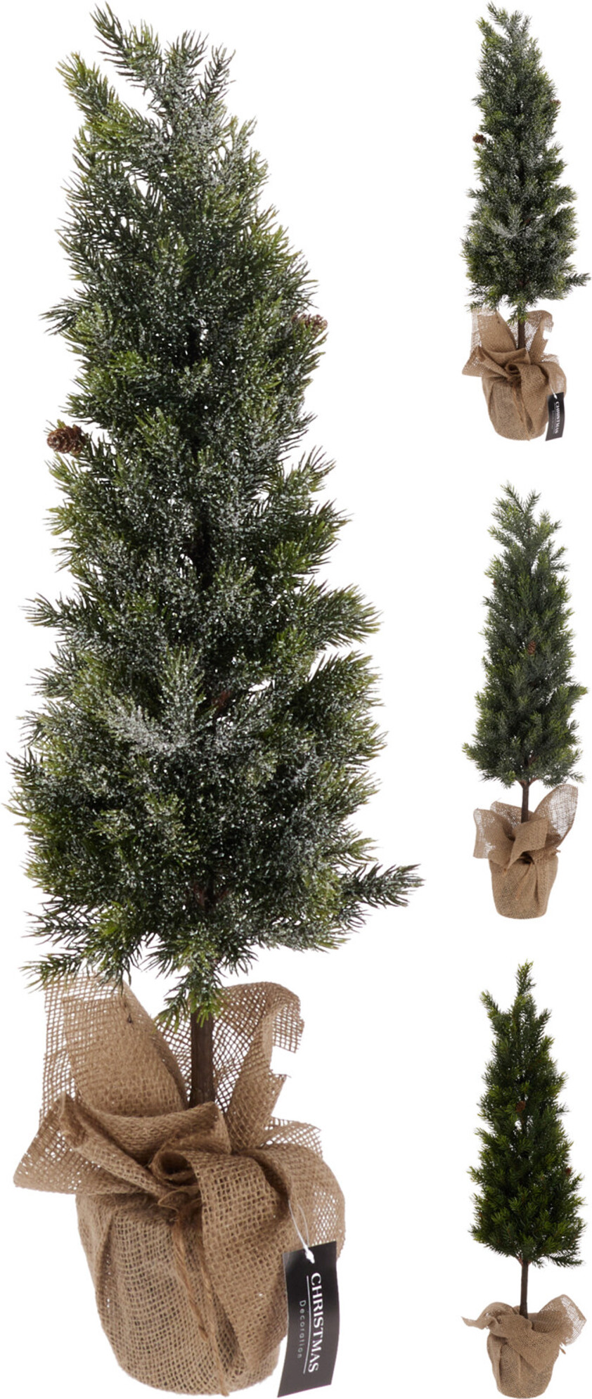 Pinetree in Burlap Pot Pinetree in Burlap Pot