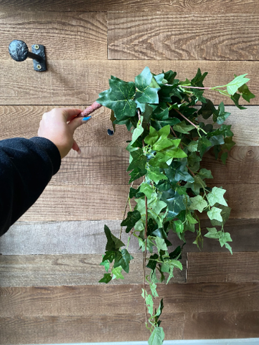 Ivy Pick