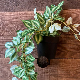Green Leaf Artificial Hanging Plant in Pot