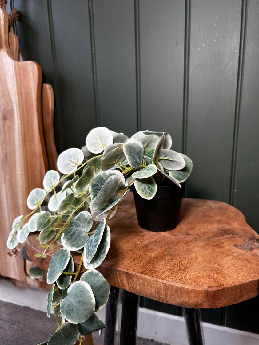 Saxifraga Hanging Pot