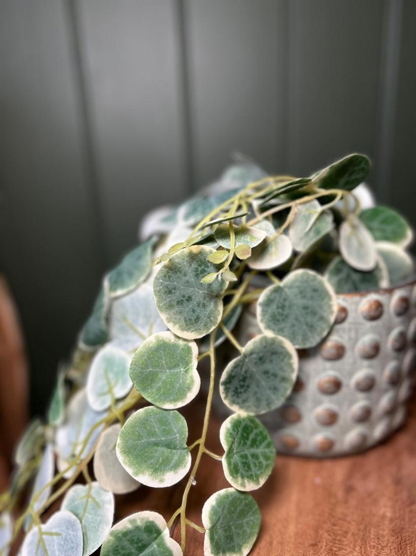 Saxifraga Hanging Pot