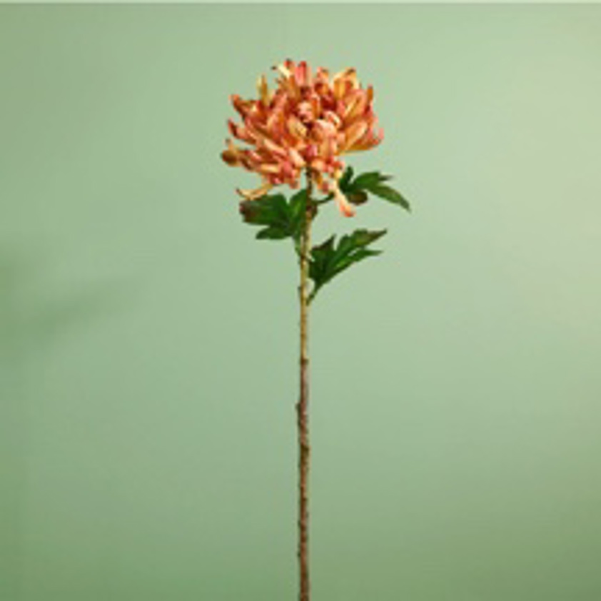 Garden Chrysanthemum Stem (Honey)