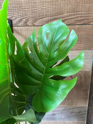  Palm Plant in Natural Basket