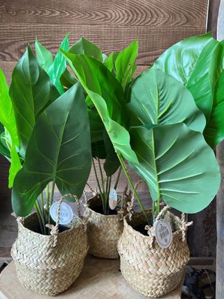  Palm Plant in Natural Basket