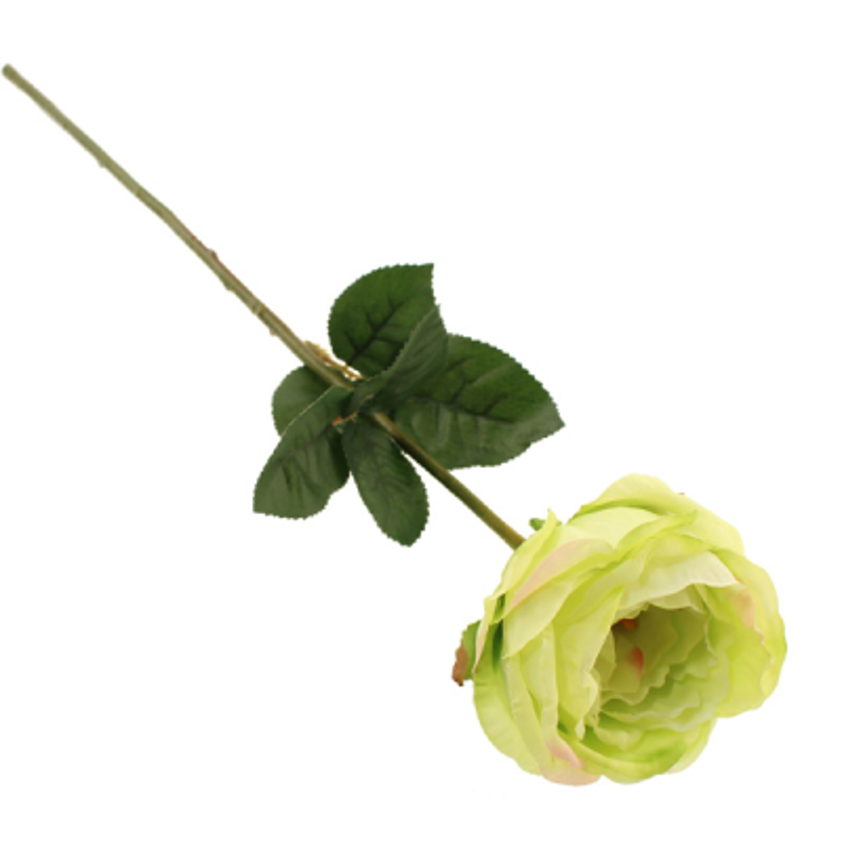 Green Cabbage Rose