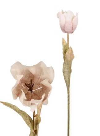  Dried Touch Large Tulip Oyster