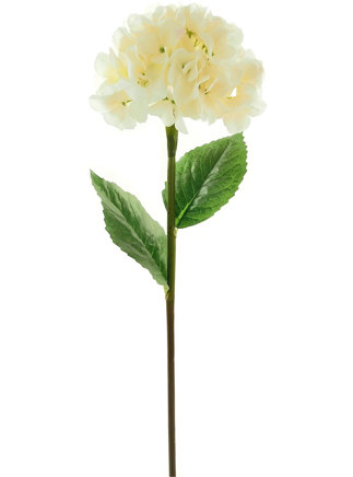  Silk Mophead Ivory Hydrangea