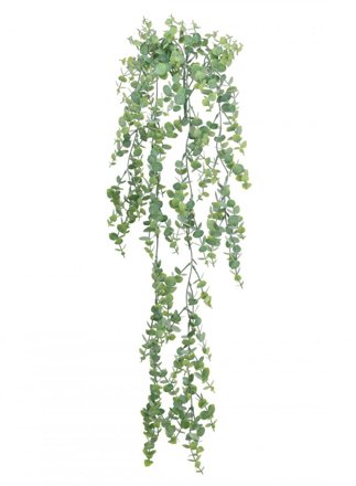  Trailing Gunni Eucalyptus