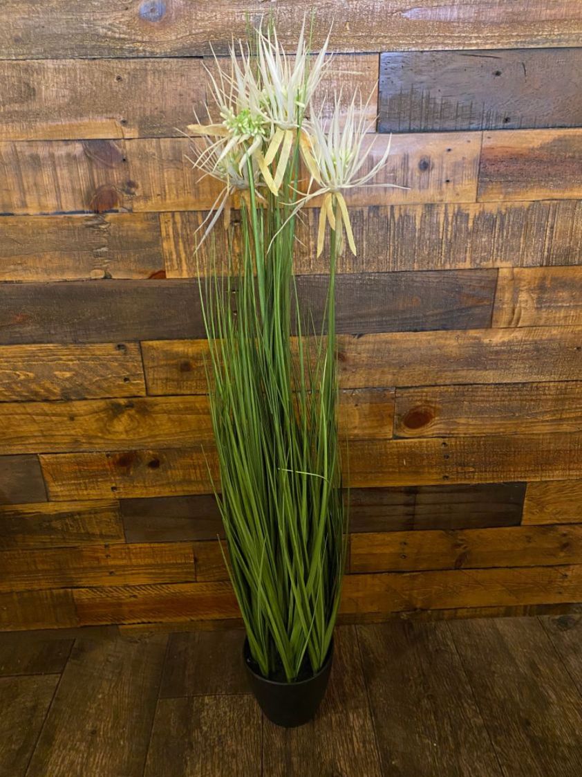 Flower Tall Grass in Pot