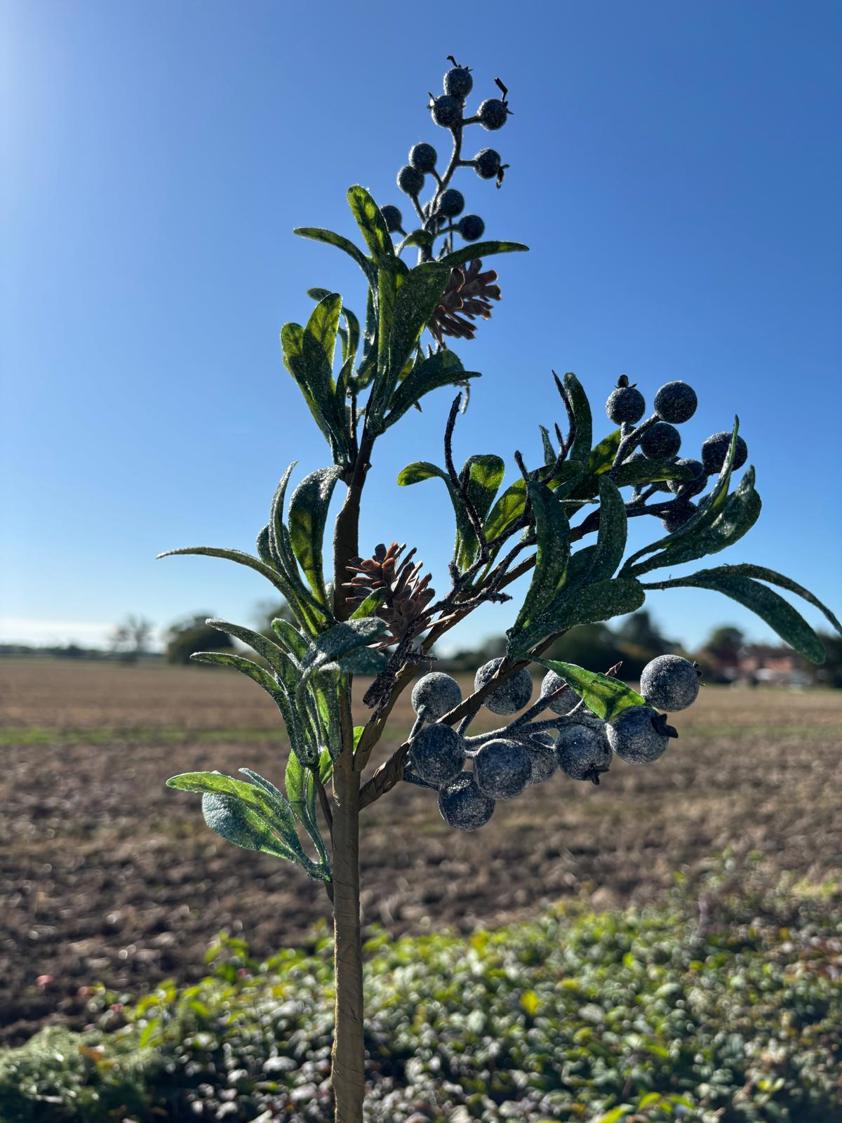 Blueberries Branch