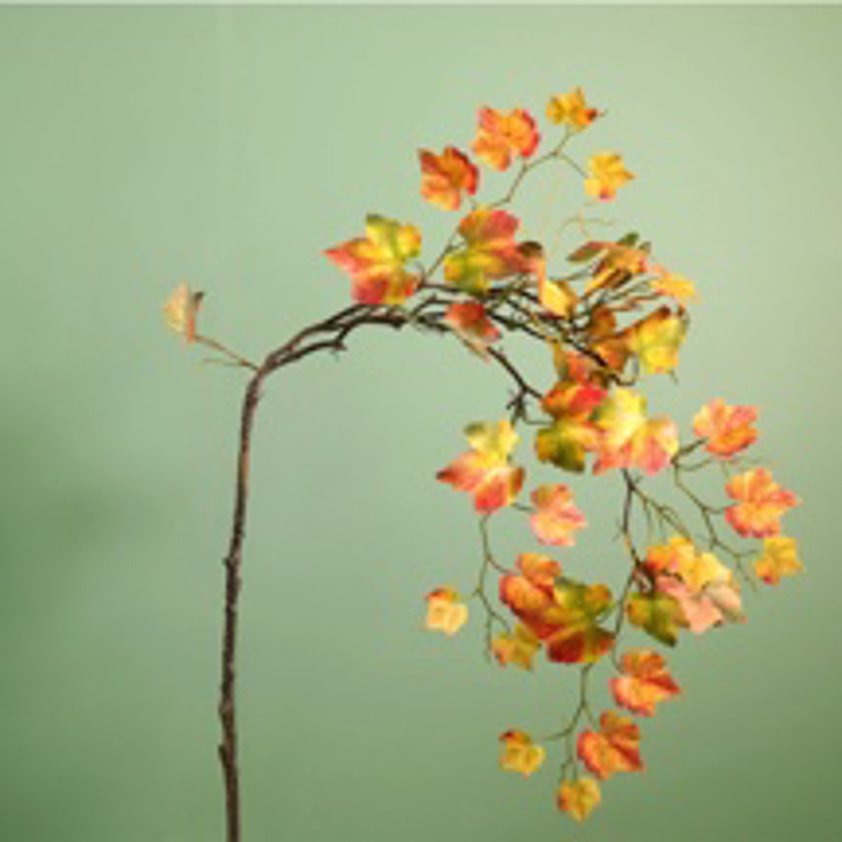 Cascading Autumn Birch Branch