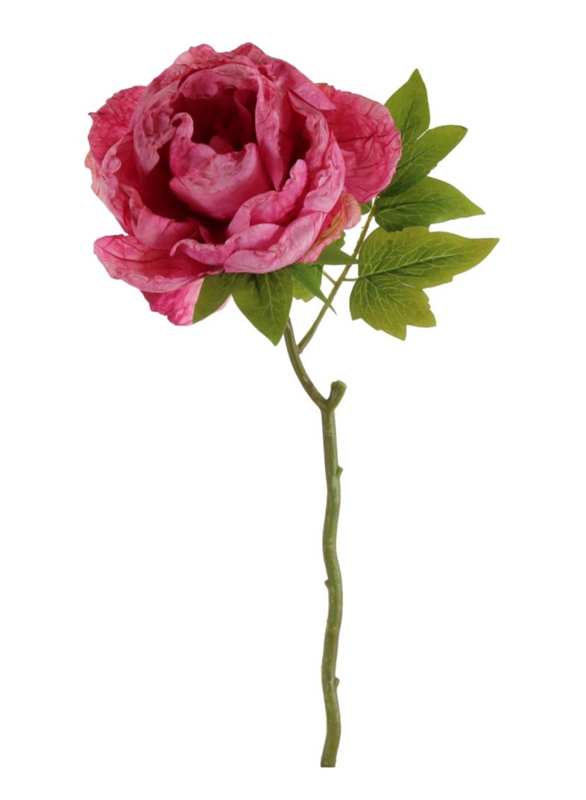 Dried Touch Closed  Peony Hot Pink
