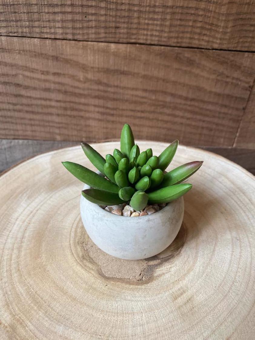 Little Jewel Succulent in Cement Pot