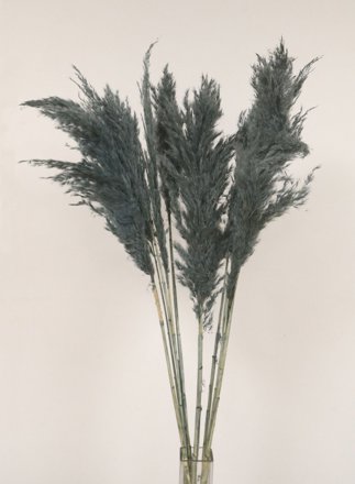  Extra Fluffy Pampas Bunch Grey