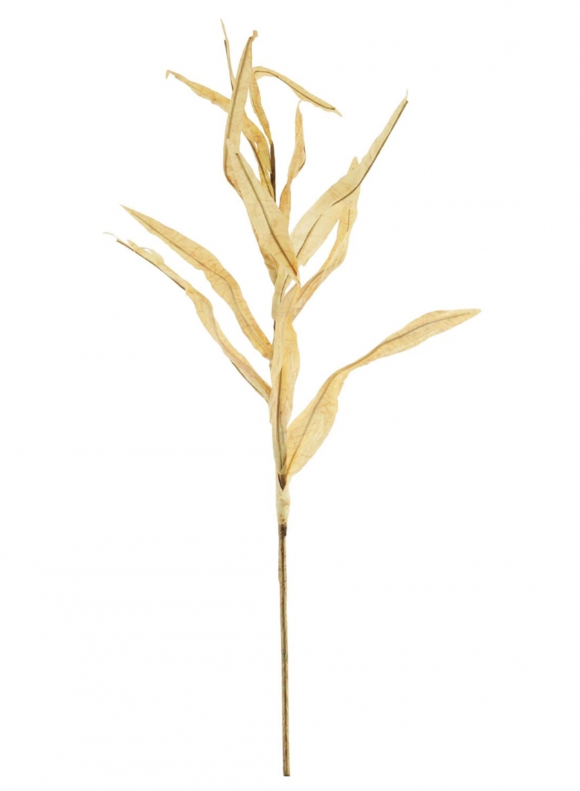 Dried Touch Reed Stem Cream