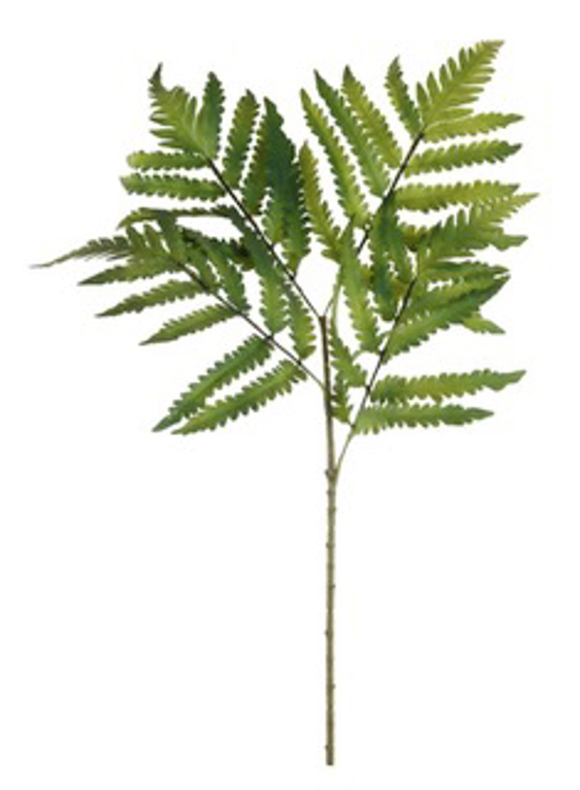 Buckley Fern Spray