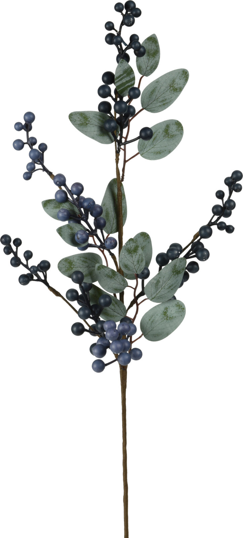 Blue Berries Branch