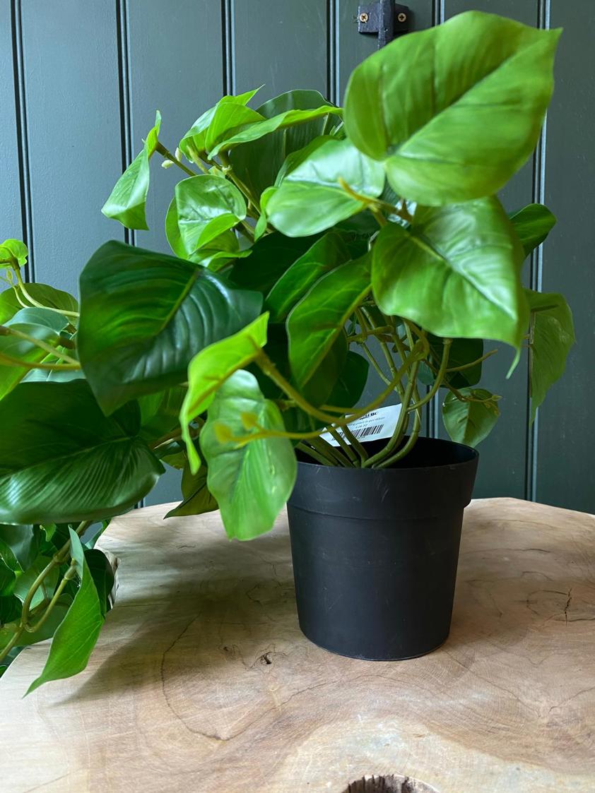 Trailing plant in pot