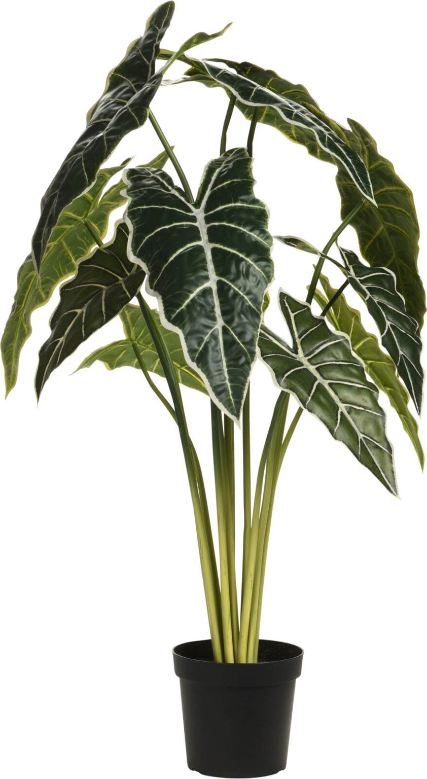 Plant Alocasia in Plant Pot
