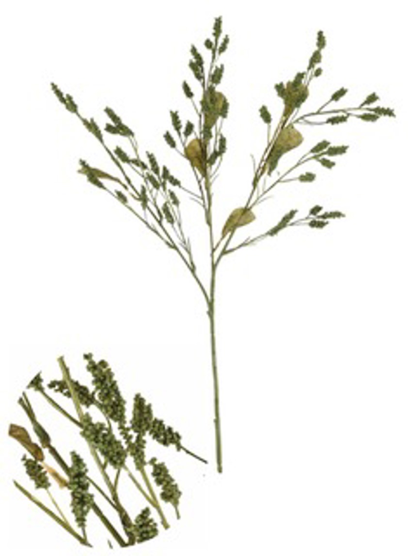Dried Touch Grain Sorghum Green Spray