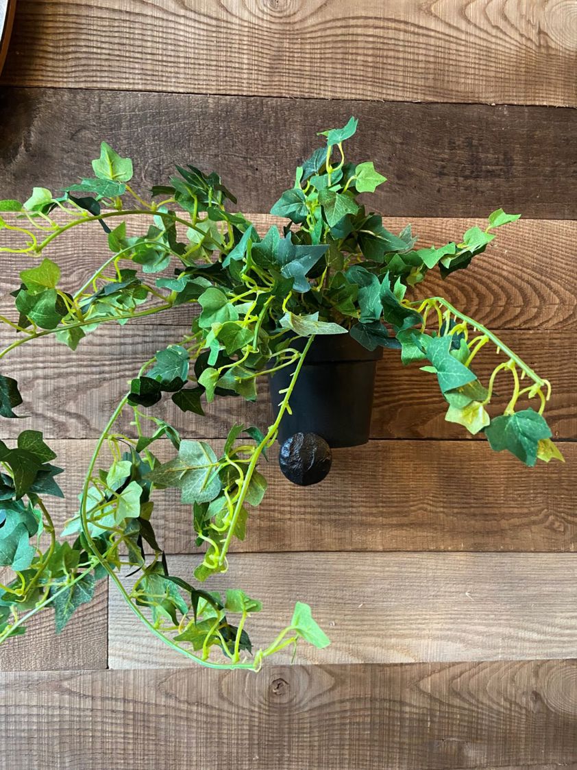 Plant Hanging in Pot (4 Designs)