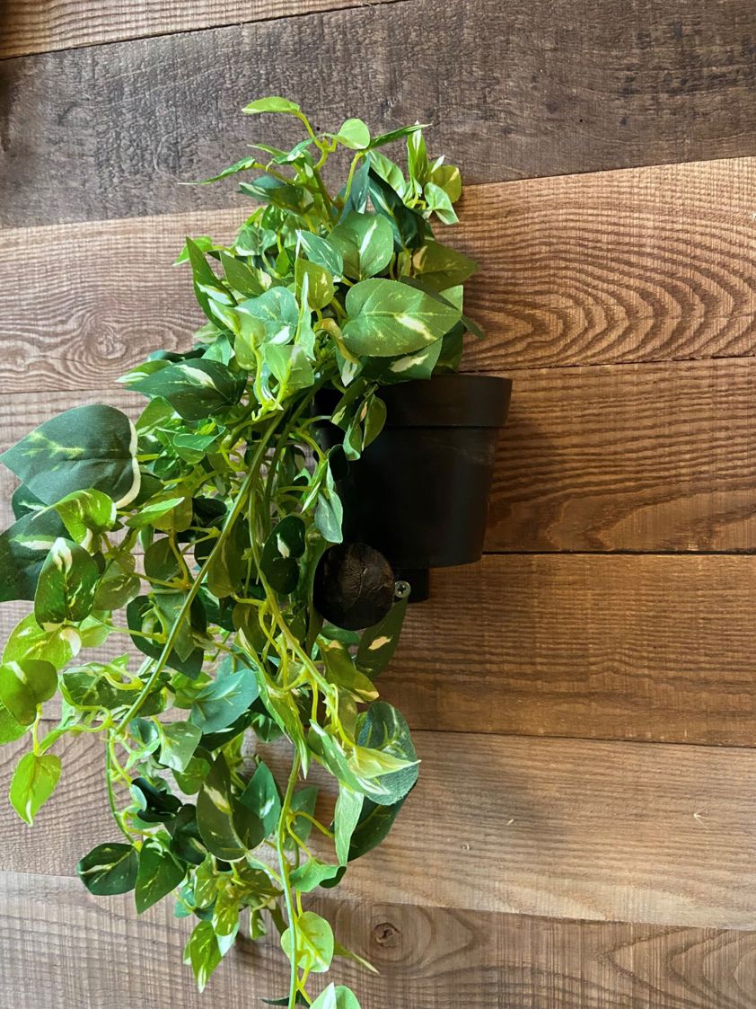 Plant Hanging in Pot (4 Designs)