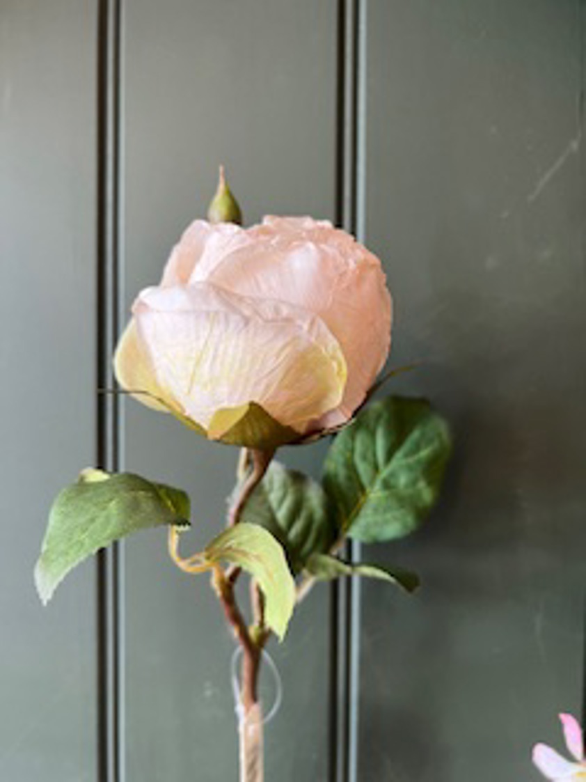 Dried Touch Single Valera Rose Oyster