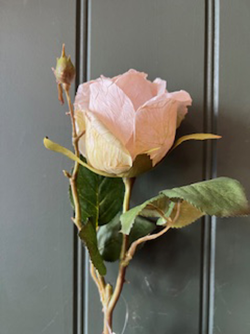 Dried Touch Single Valera Rose Oyster