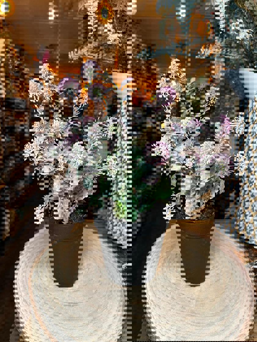 Potted Globe Ball Pot